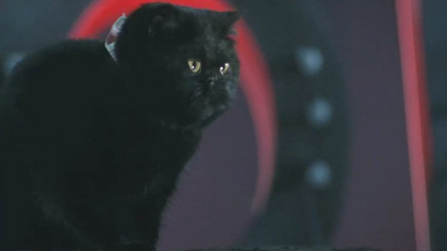 Minoes - black English shorthair cat Joe