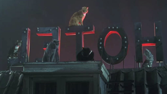 Minoes - cats on hotel roof