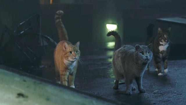 Minoes - ginger and white tabby Casanova, gray English Shorthair Jakkepoes and white and brown tabby cat Simon on roof