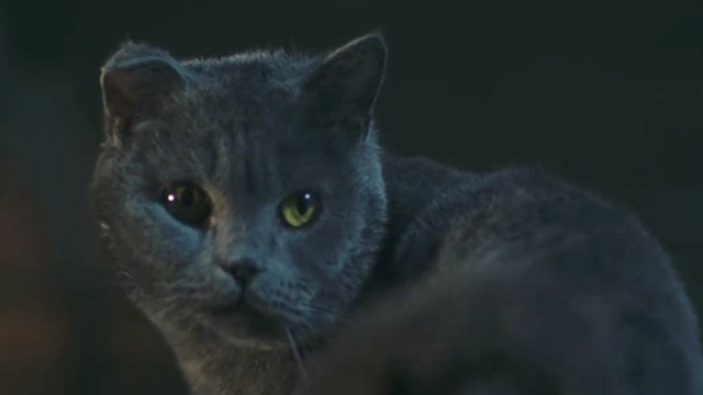Minoes - grey English shorthair cat Jakkepoes