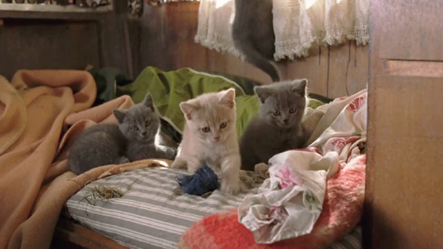 Minoes - Jakkapoes kittens in trailer