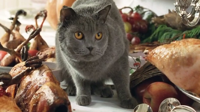 Minoes - gray English shorthair cat Jakkepoes on banquet table