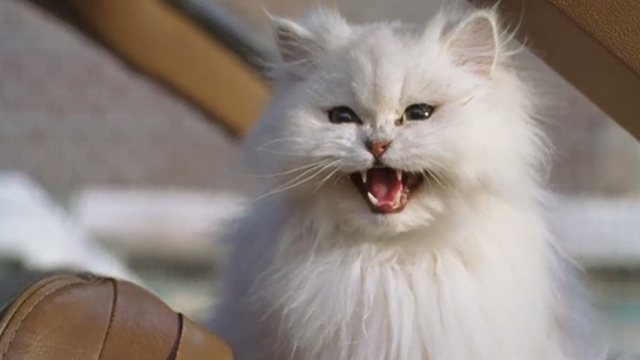Minoes - white Persian cat Auntie Moor meowing