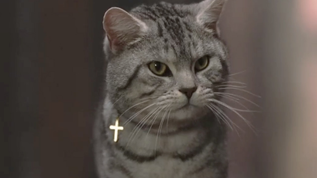 Minoes - English Shorthair tabby cat Mrs. Pastor