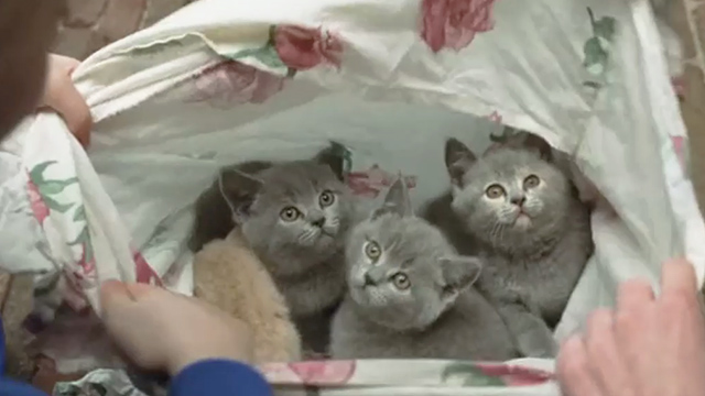 Minoes - Jakkepoes kittens in a plastic bag