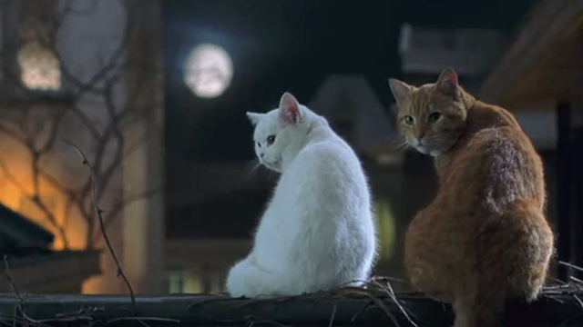 Minoes - white cat and ginger and white tabby Casanova on rooftop