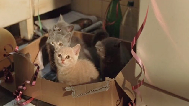 Minoes - Jakkepoes kittens in box
