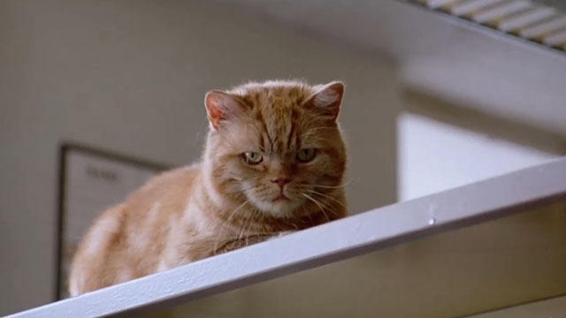 The Minus Man - ginger tabby cat Zip Code Nitro