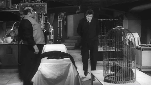 Il mio amico Jekyll - My Friend, Jekyll - Professor Fabius Ugo Tognazzi in lab with tabby cat in cage