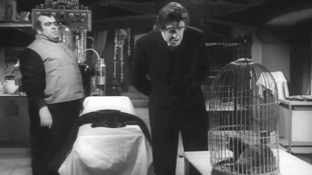Il mio amico Jekyll - My Friend, Jekyll - Professor Fabius Ugo Tognazzi in lab with tabby cat in cage