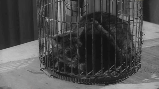 Il mio amico Jekyll - My Friend, Jekyll - tabby cat in cage