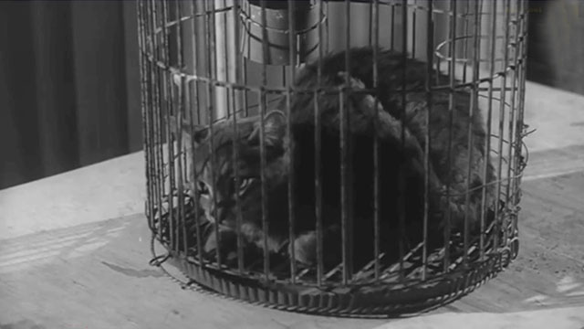 Il mio amico Jekyll - My Friend, Jekyll - tabby cat in cage