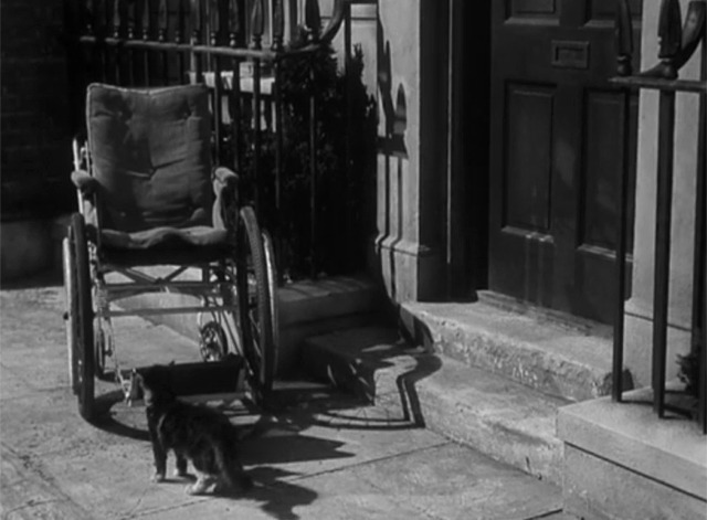 Miranda Wheelchair cat