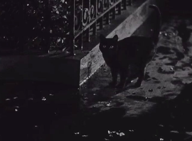 The Missing Juror - black cat off sidewalk