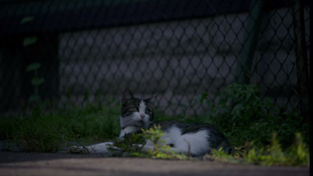 Miss Meadows - cat Yeppers sitting in yard