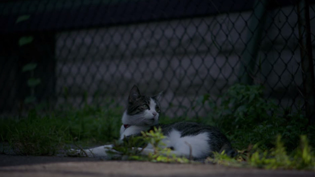 Miss Meadows - cat Yeppers still sitting in yard