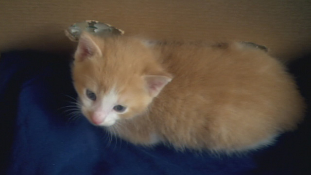 Mistletoe Over Manhattan - tiny orange and white kitten inside box