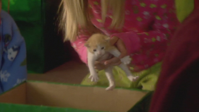 Mistletoe Over Manhattan - tiny orange and white kitten being lifted from box