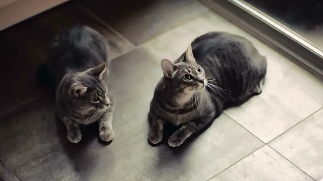 Mistress America - two tabby cats sitting on wood floor