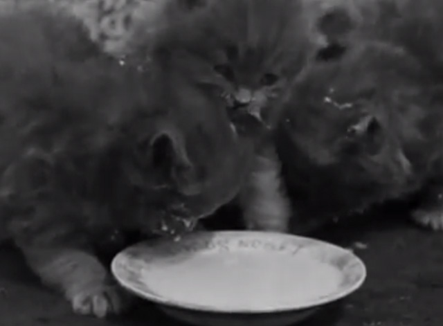 Mixed Babies - long haired kittens drinking milk from saucer