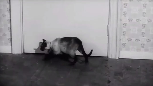 Model for Murder - Siamese cat Chloe at door