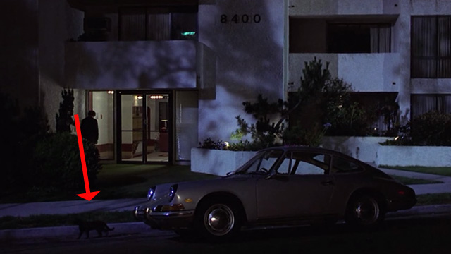 Modern Romance - black cat walking by car