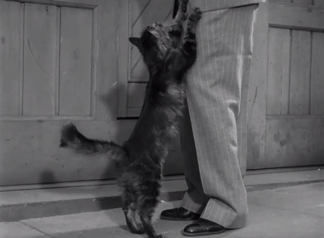 Monsieur Verdoux - longhair tabby cat reaching up on Chaplin's legs