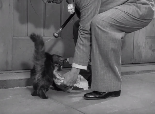 Monsieur Verdoux - Chaplin setting food down for longhair tabby cat