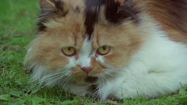 The Monster Club - calico Persian cat on lawn