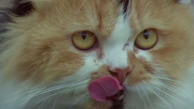 The Monster Club - calico Persian cat close up licking lips