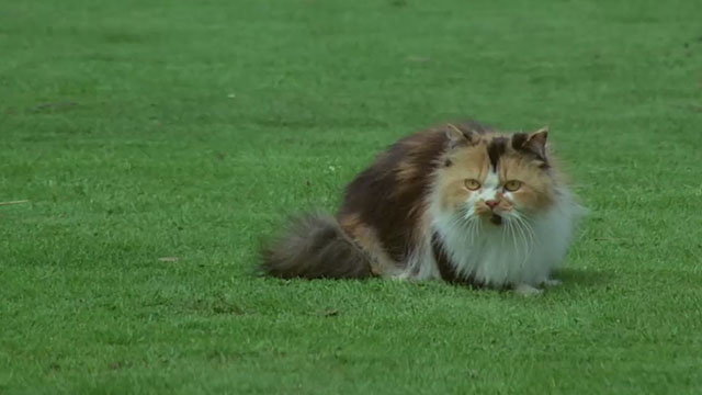 The Monster Club - calico Persian cat sitting on lawn 