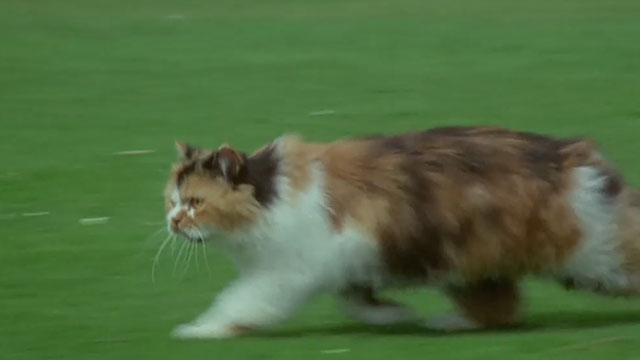 The Monster Club - calico Persian cat running across lawn