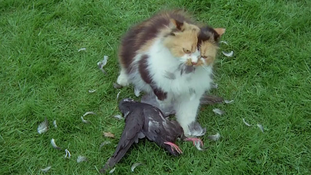 The Monster Club - calico Persian cat with dead pigeon