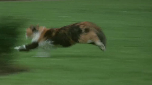 The Monster Club - calico Persian cat running across lawn