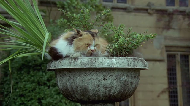 The Monster Club - calico Persian cat crouching in planter