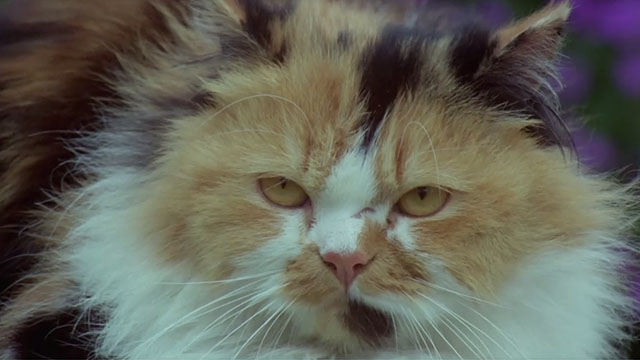 The Monster Club - calico Persian cat close up