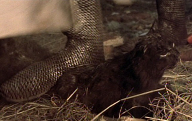 Monty Python and the Holy Grail black cat stepped on by dancing knight in Camelot