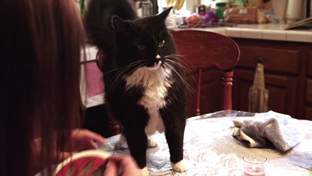 Moo Moo and the Three Witches - longhair tuxedo cat Moo Moo Spotlight Kramer on table