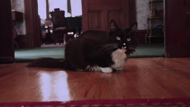 Moo Moo and the Three Witches - longhair tuxedo cat Moo Moo Spotlight Kramer on floor