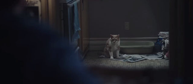 Moonfall - tabby ginger and white cat Fuzz Aldrin peeing outside litter box