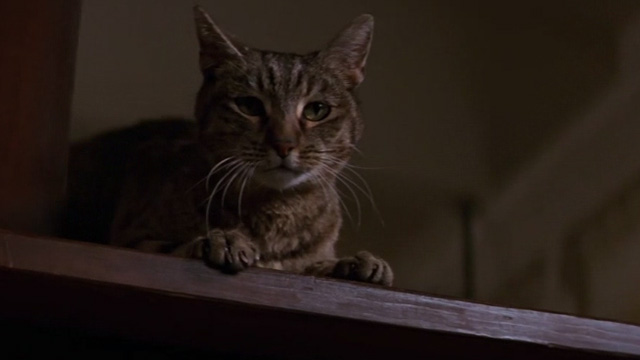 Moonlight Mile - tabby cat Fay Ray sitting on counter