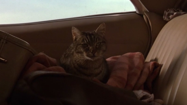 Moonlight Mile - tabby cat Fay Ray sitting in back of car
