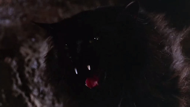 The Moon-Spinners - long-haired black cat hissing