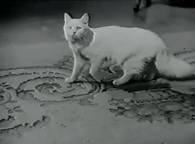 Der Mörder Dimitri Karamasoff - longhair white cat crossing floor