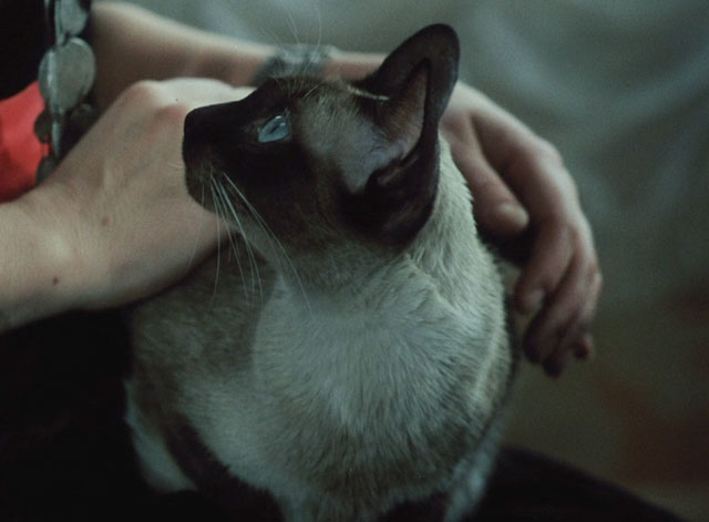 Morgiana - seal point Siamese cat on lap
