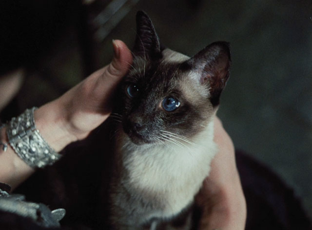 Morgiana - seal point Siamese cat