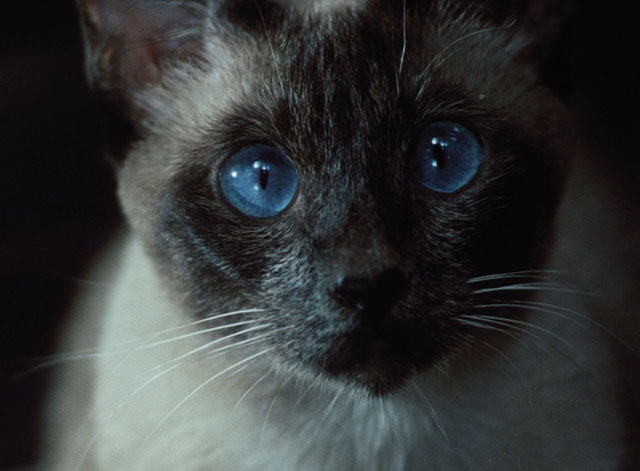 Morgiana - seal point Siamese cat