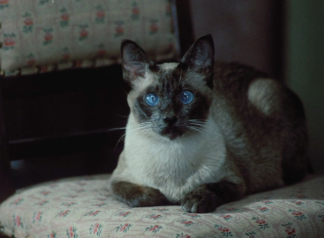 Morgiana - seal point Siamese cat