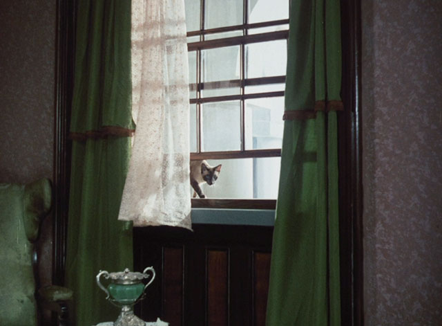 Morgiana - seal point Siamese cat coming in window