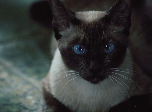 Morgiana - seal point Siamese cat
